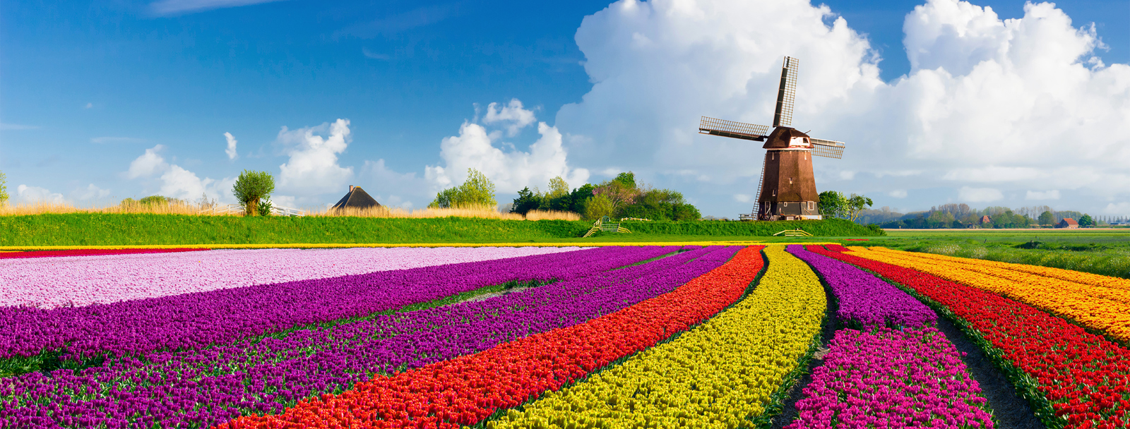 Tulips and Windmills