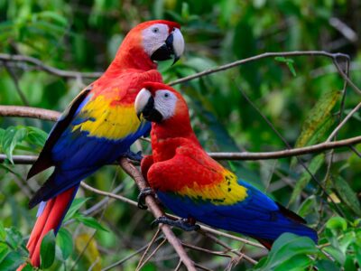 Vet_duoi_dai_do_Macaw_dulichbrazil