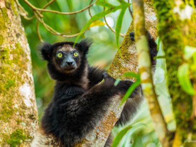 vuoncao_indri_dulichmadagascar